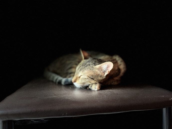 Do you think that the cats realise that they are among the biggest celebrities out there?