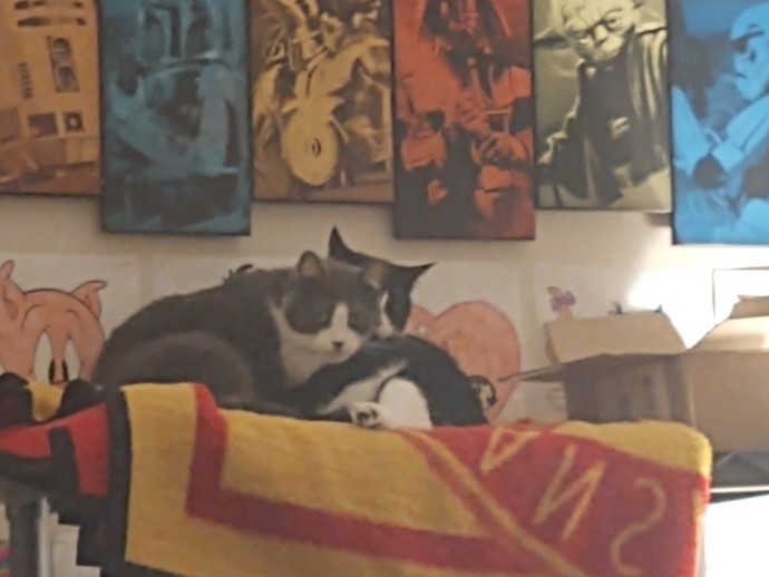 Do you think that the cats realise that they are among the biggest celebrities out there?