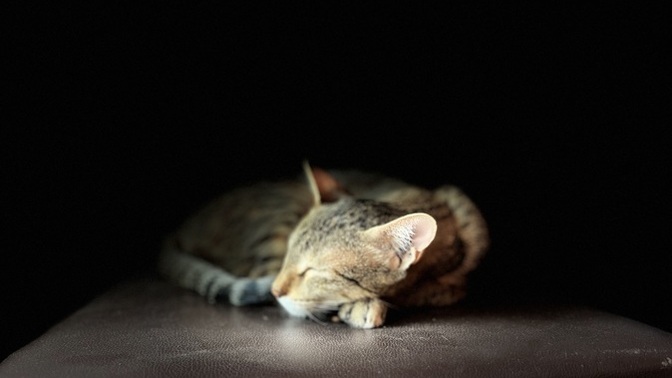 Do you think that the cats realise that they are among the biggest celebrities out there?