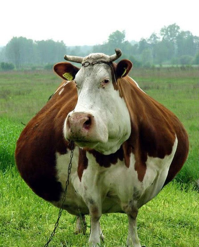 What kind of livestock do you own?