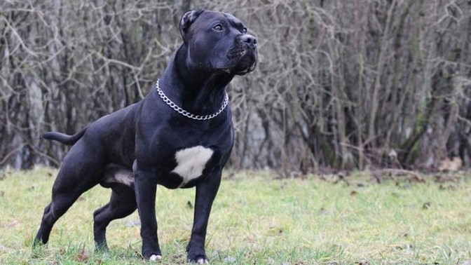 Boyfriend Doesn't Want To Get Rid Of Unruly Dog. What would you do?