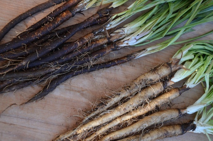 Salsify or Scorzonera?