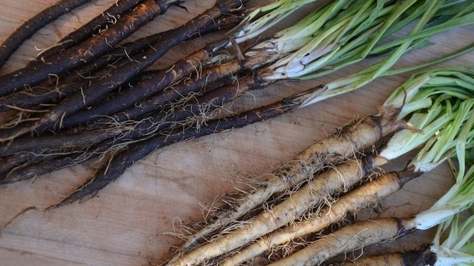 Salsify or Scorzonera?