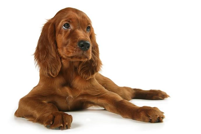 Aside from being a great band, does anyone know what a three dog night is?