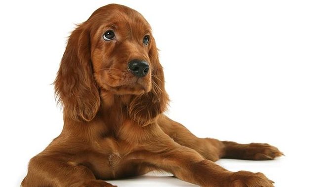Aside from being a great band, does anyone know what a three dog night is?