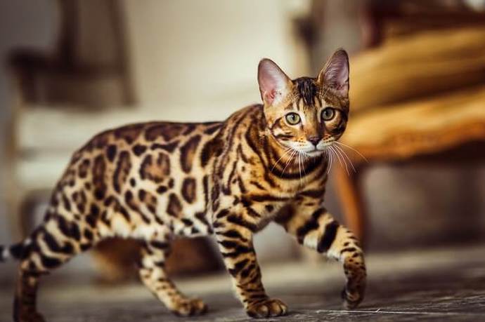 Why do most single women have cats as pets?