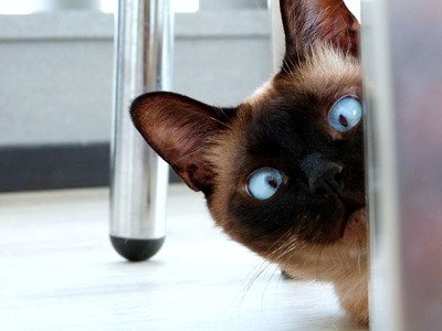 Why do most single women have cats as pets?