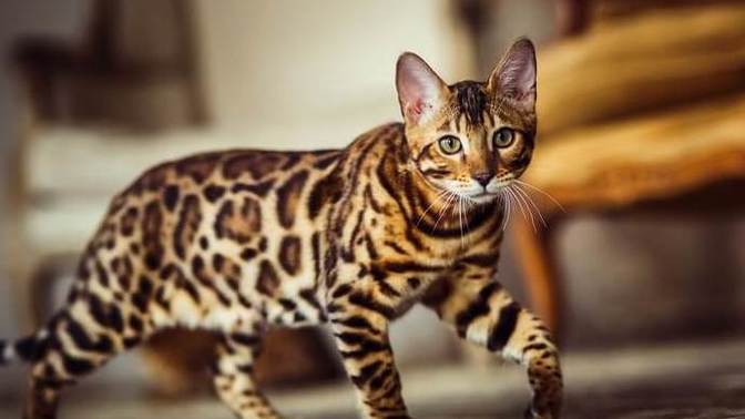 Why do most single women have cats as pets?