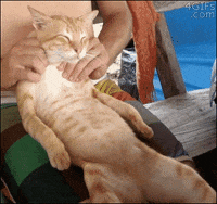 What do you like more food or massages or both?