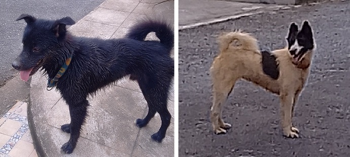 What breeds of dogs do you like?