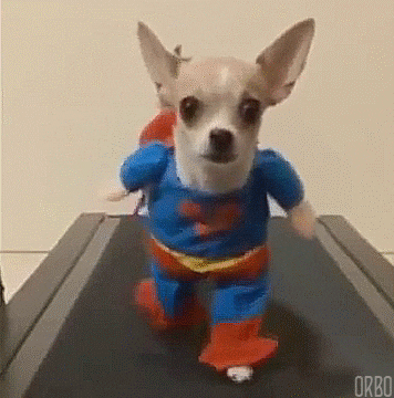 What breeds of dogs do you like?
