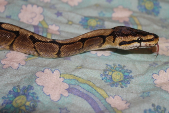 Do you find snakes cute?