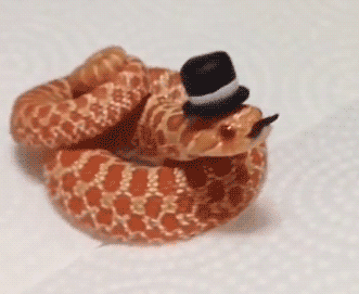 Do you find snakes cute?