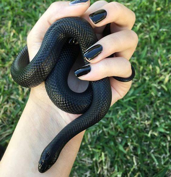 Do you find snakes cute?
