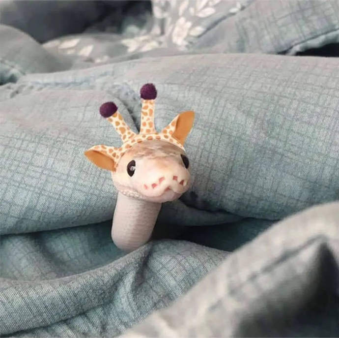 Do you find snakes cute?
