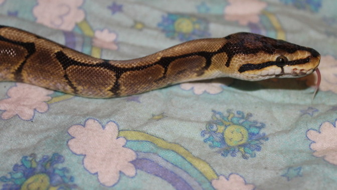 Do you find snakes cute?
