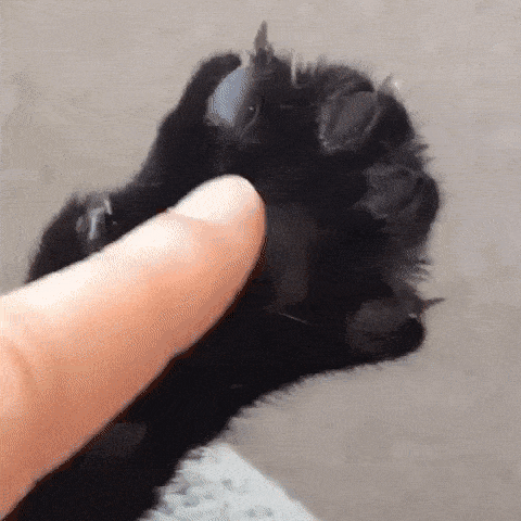 Why won't my dog let me touch his paws?