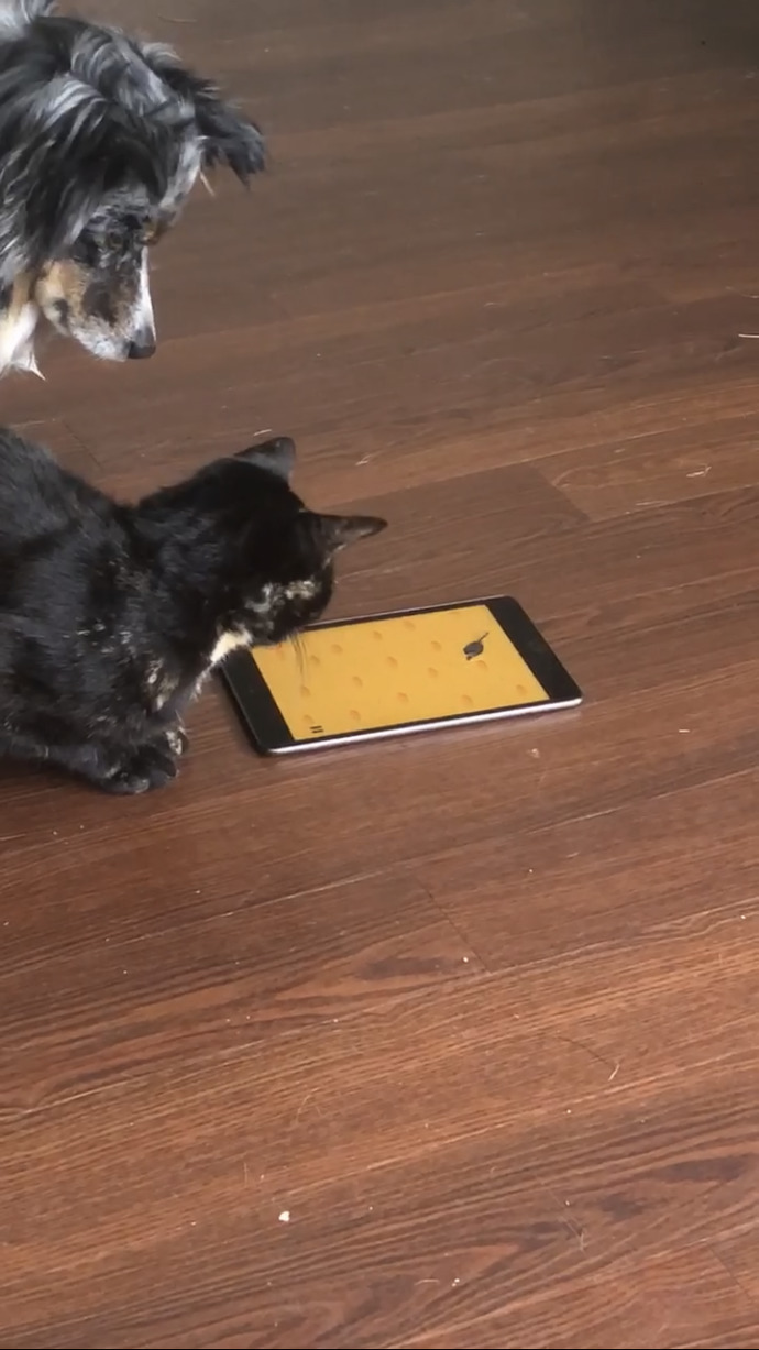 Have you ever exposed your pet to technology?