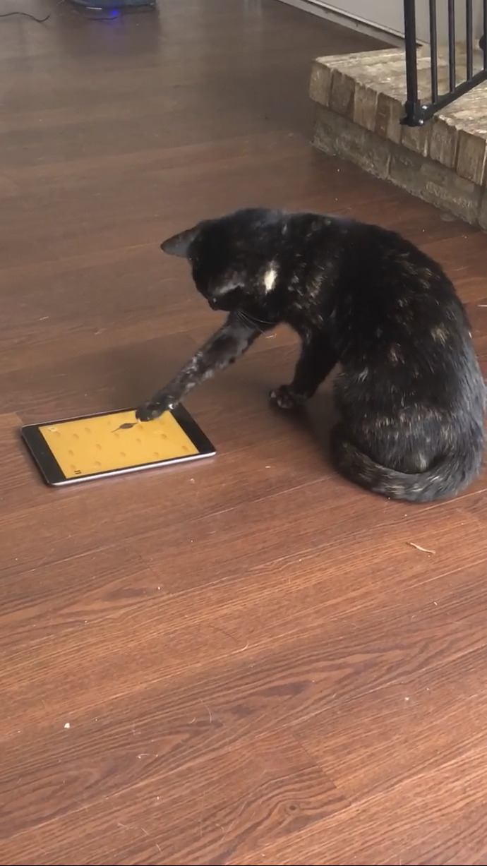 Have you ever exposed your pet to technology?