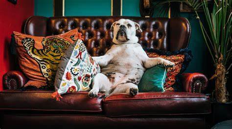 Have you ever exposed your pet to technology?