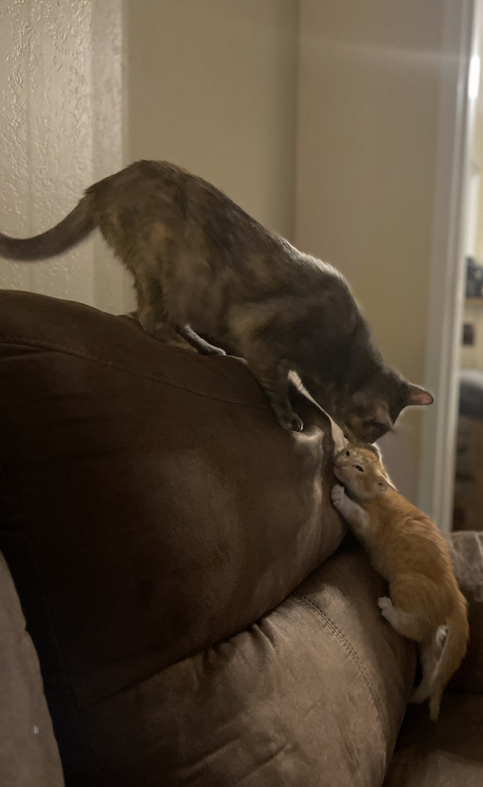 Have you ever exposed your pet to technology?