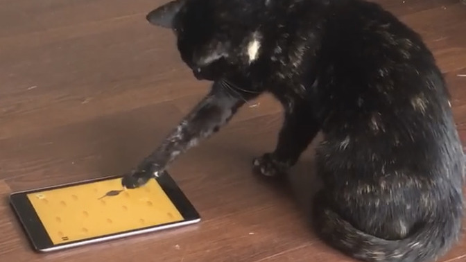 Have you ever exposed your pet to technology?