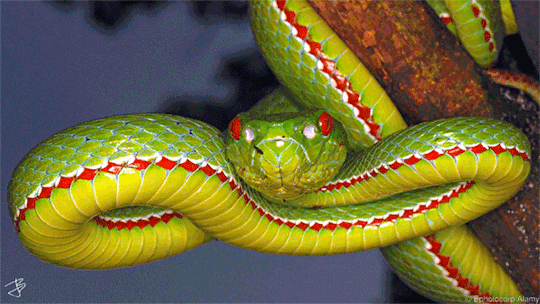 Would you be freaked out if your significant other had a pet snake?