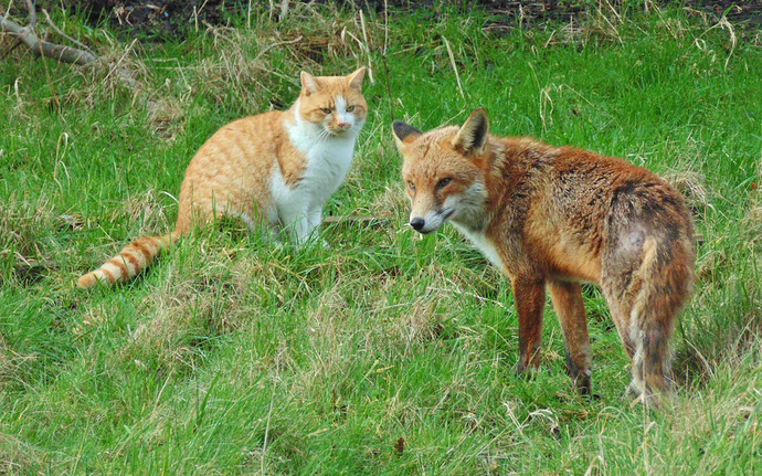 not my cat but a pic of their relative sizes