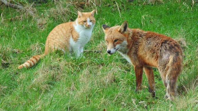 Are cats and foxes enemies or pals?