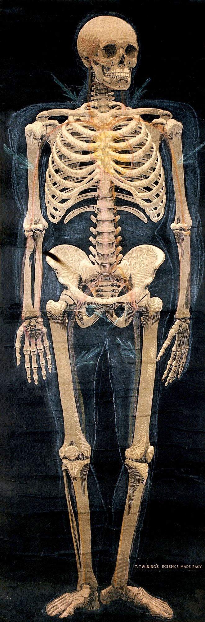 How many PHALANGES are there in the average HUMAN BODY?