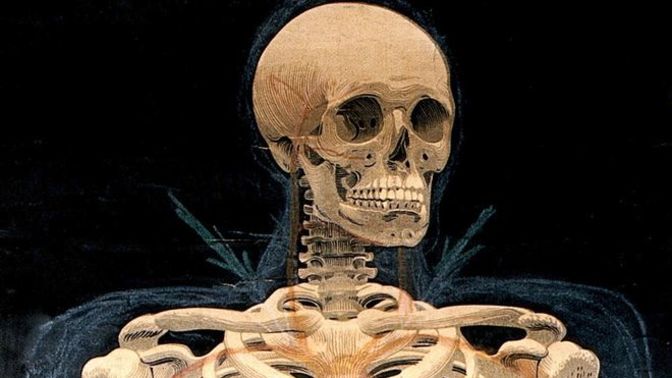 How many PHALANGES are there in the average HUMAN BODY?