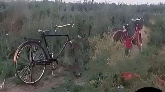 Can you tell why these bycycle are standing in bushes?