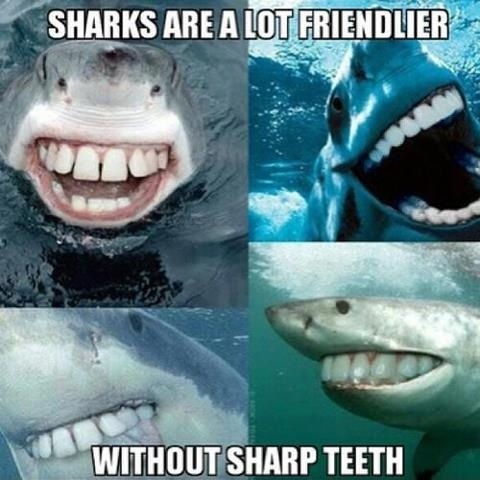Why so many shark attacks?