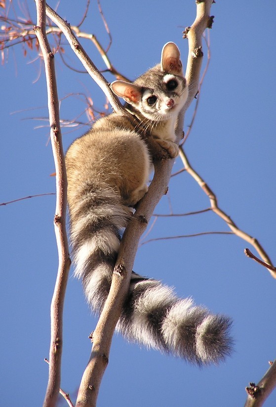If you could have any animal as a pet, what would it be?