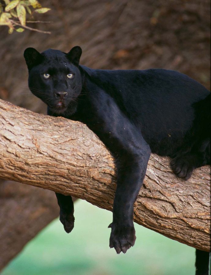 If you could have any animal as a pet, what would it be?
