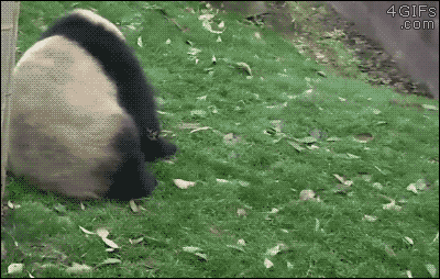 If you could have any animal as a pet, what would it be?