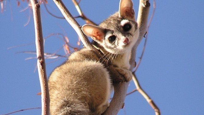 If you could have any animal as a pet, what would it be?