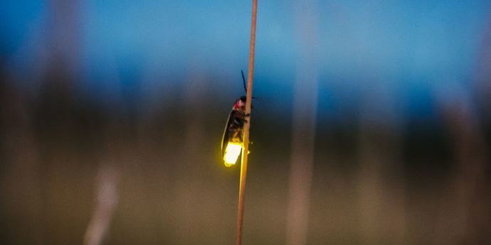 How come nobody likes fireflies?