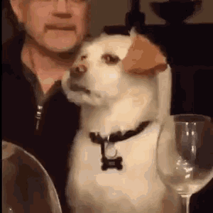 Do you ever call your dog bad names when they’re begging for food?
