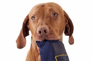 Why do DOGS STEAL SOCKS?