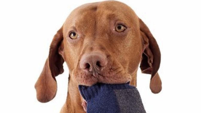 Why do DOGS STEAL SOCKS?