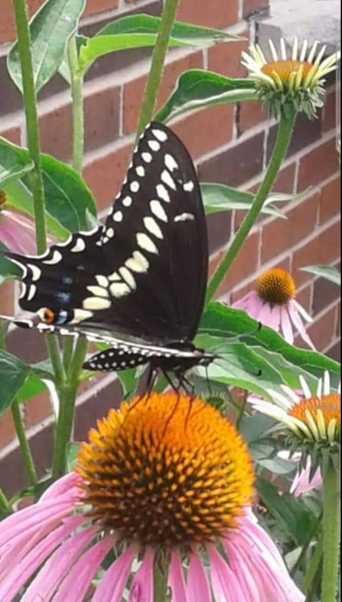 What is your favorite flower in your garden?