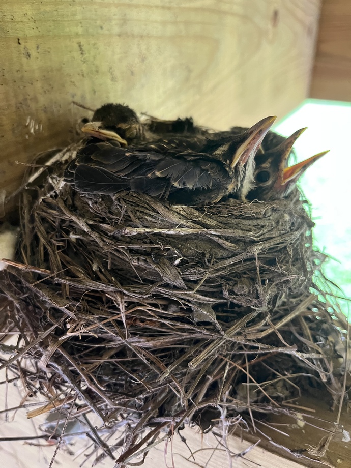 What should it do with baby birds?