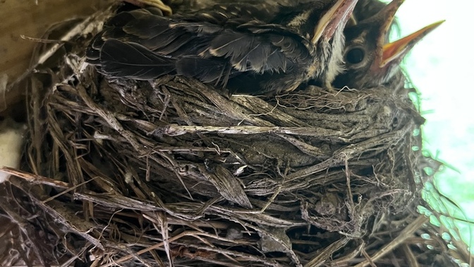 What should it do with baby birds?