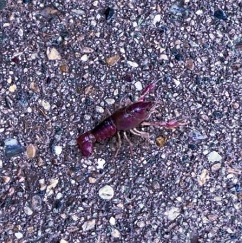 🧐 So what do all you think our crustacean cousin is doing on dry land do very far away from any considerable body of water?