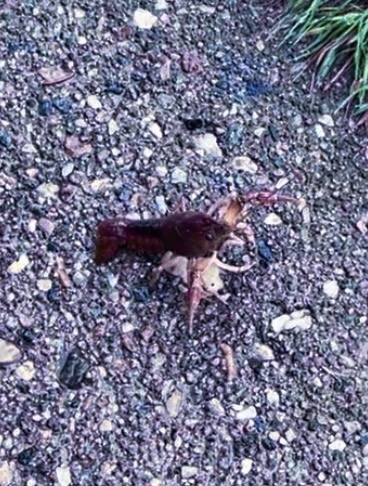🧐 So what do all you think our crustacean cousin is doing on dry land do very far away from any considerable body of water?