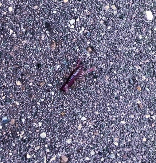 🧐 So what do all you think our crustacean cousin is doing on dry land do very far away from any considerable body of water?