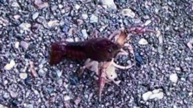 🧐 So what do all you think our crustacean cousin is doing on dry land do very far away from any considerable body of water?