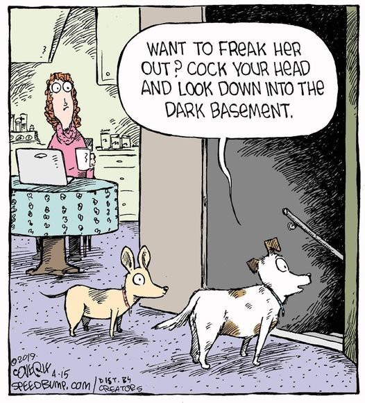 Does your dog ever stare at nothing?