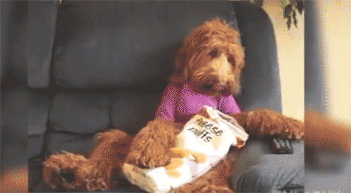 Does your dog ever stare at nothing?